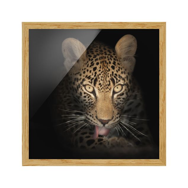 Quadros retratos Resting Leopard