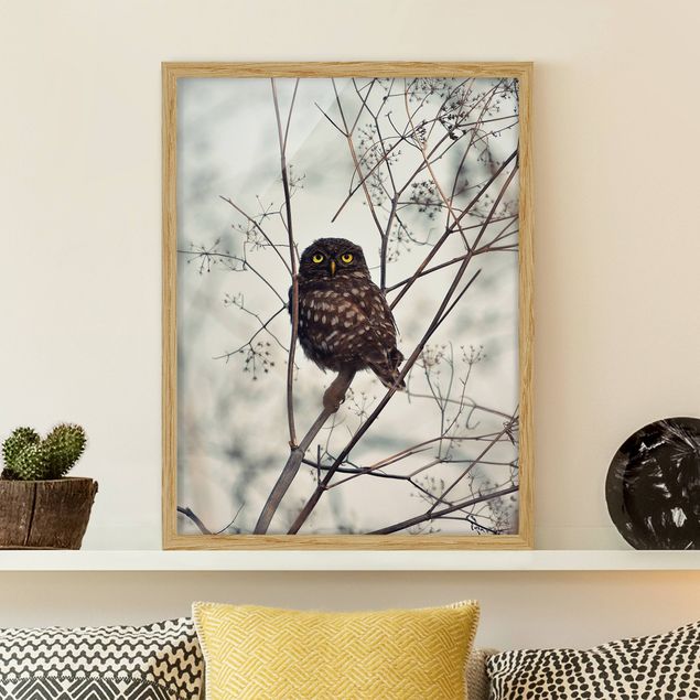 decoraçao para parede de cozinha Owl In The Winter