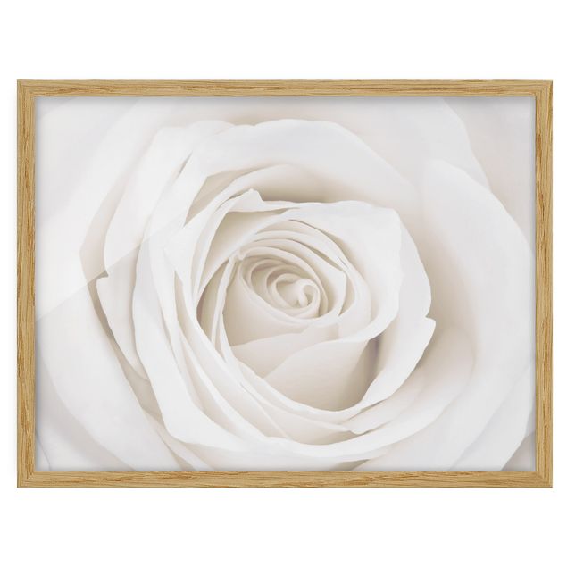 quadros flores Pretty White Rose