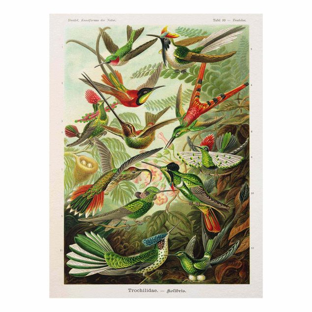 Quadros multicoloridos Vintage Board Hummingbirds