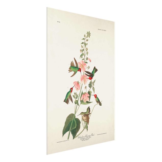 quadro com flores Vintage Board Colombian Hummingbird