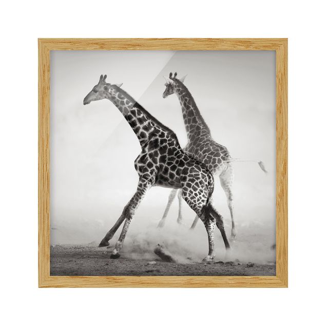 Quadros com moldura animais Giraffe Hunt