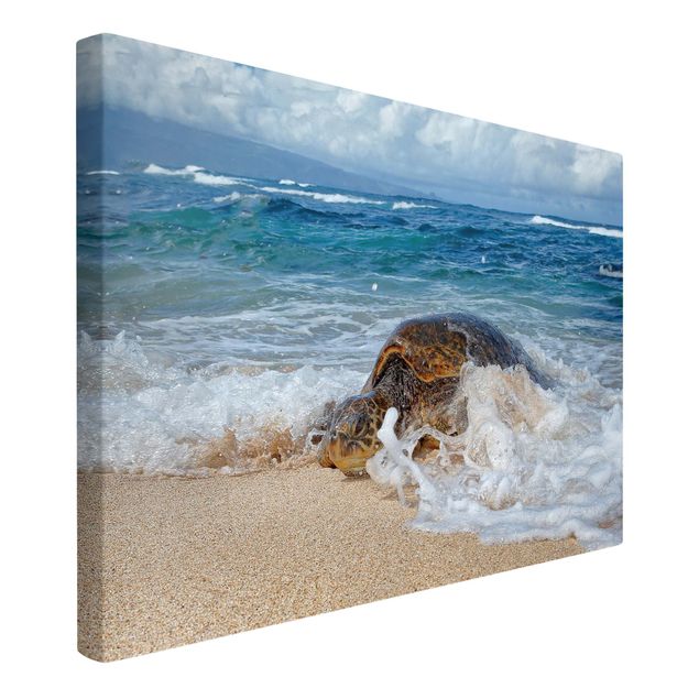 quadro de praia The Turtle Returns Home