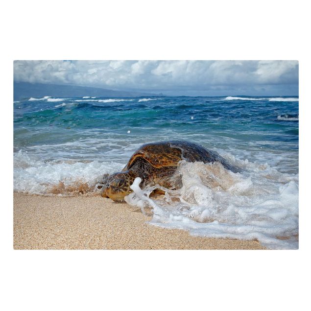 quadros sobre o mar The Turtle Returns Home