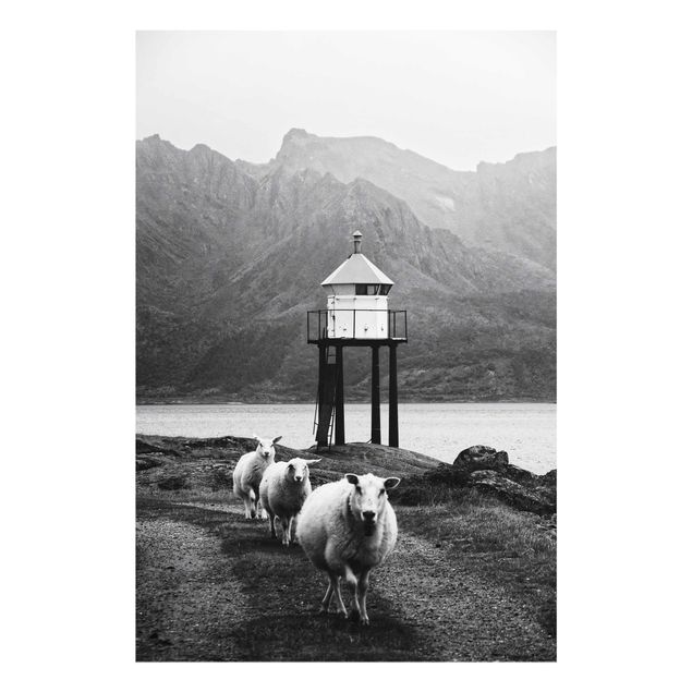 quadros preto e branco para decoração Three Sheep On the Lofoten