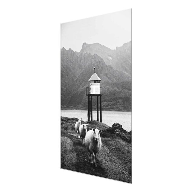 decoração quadros Three Sheep On the Lofoten