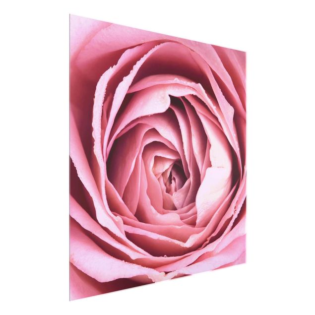 Quadros em vidro flores Pink Rose Blossom