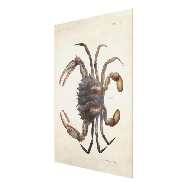 decoração quadros Vintage Illustration Crab