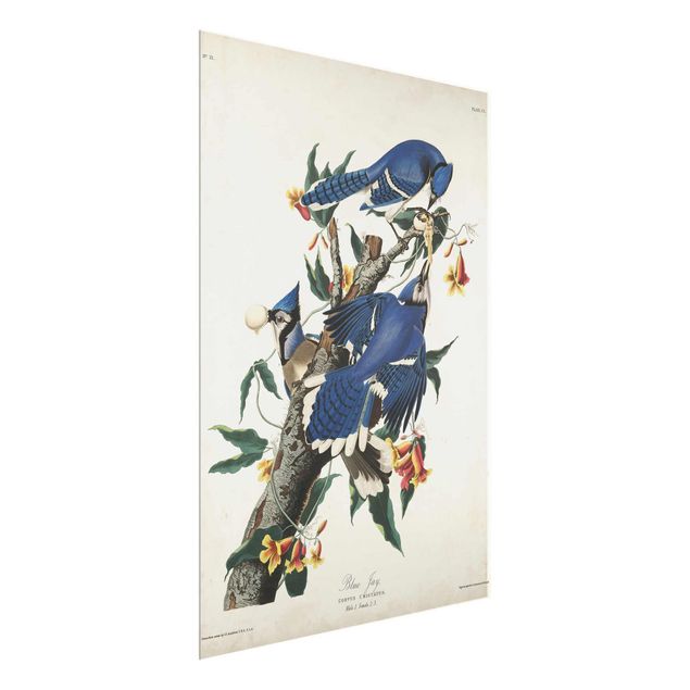 quadros de flores Vintage Board Blue Jays