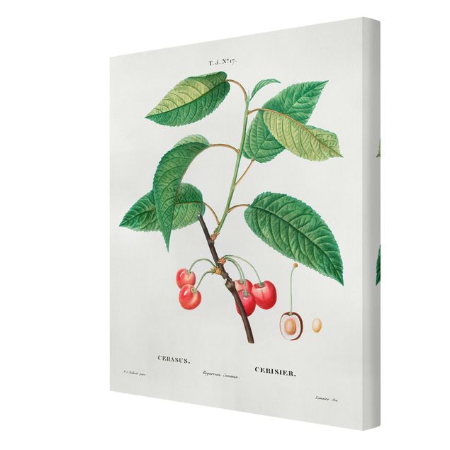 quadro decorativo verde Botany Vintage Illustration Red Cherries