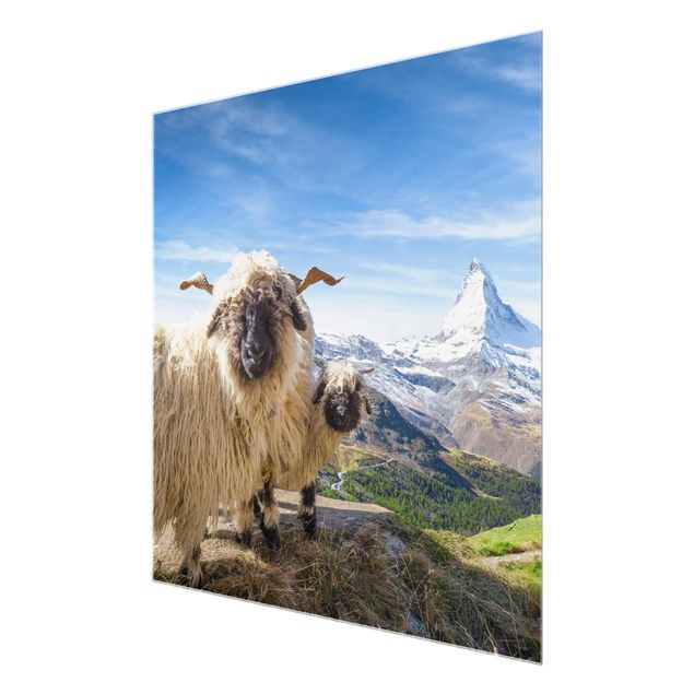 Quadros em vidro paisagens Blacknose Sheep Of Zermatt