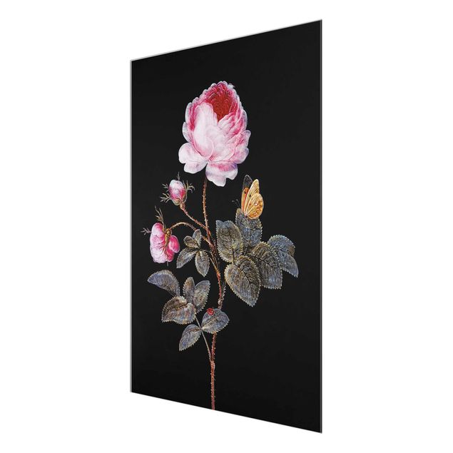 Quadros em vidro flores Barbara Regina Dietzsch - The Hundred-Petalled Rose