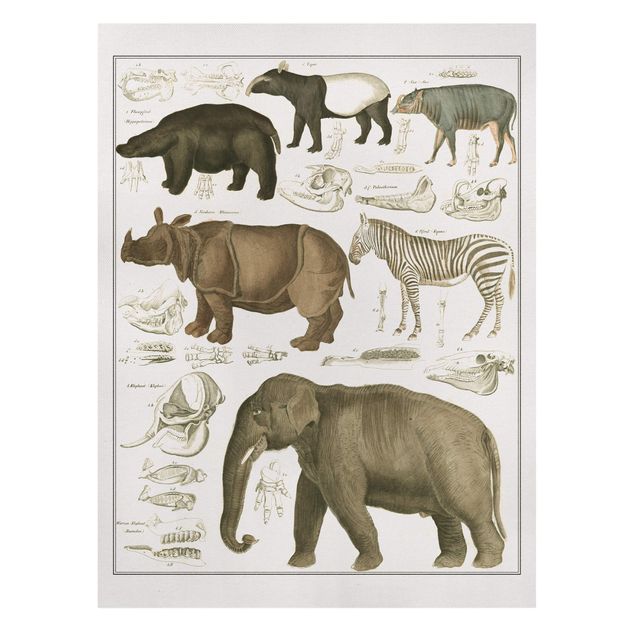 Telas decorativas zebras Vintage Board Elephant, Zebra And Rhino