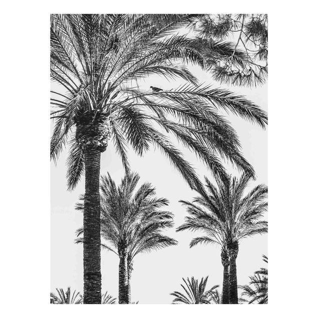 Quadros em vidro em preto e branco Palm Trees At Sunset Black And White