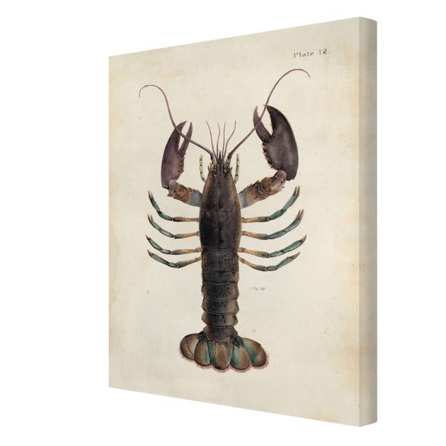 decoração quadros Vintage Illustration Lobster