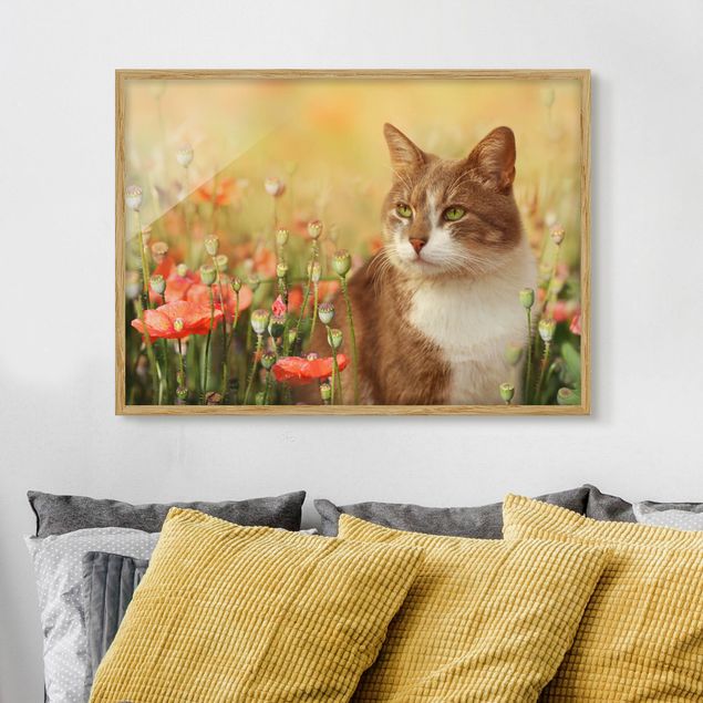 Quadros papoilas Cat In A Field Of Poppies