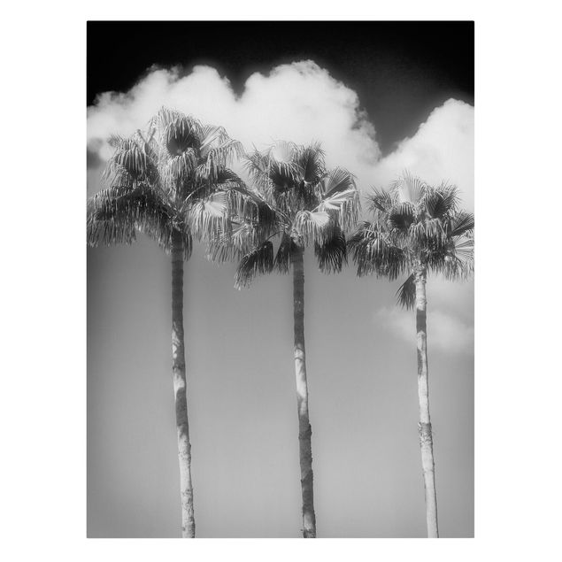 Quadros florais Palm Trees Against The Sky Black And White