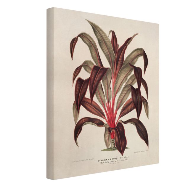 Quadros florais Botany Vintage Illustration Of Dragon Tree