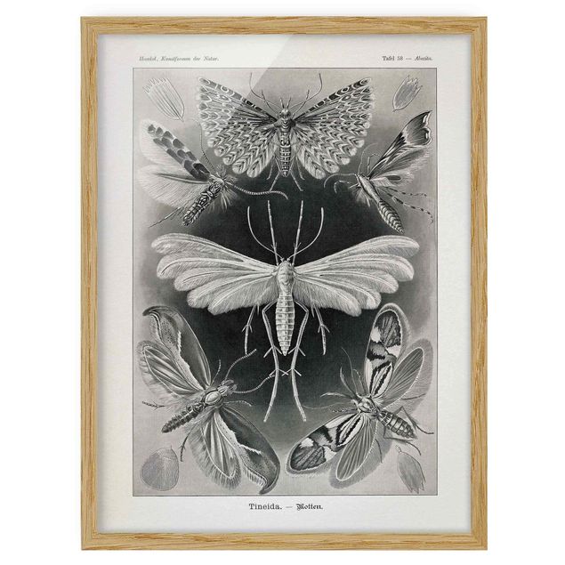 Quadros com moldura vintage Vintage Board Moths And Butterflies