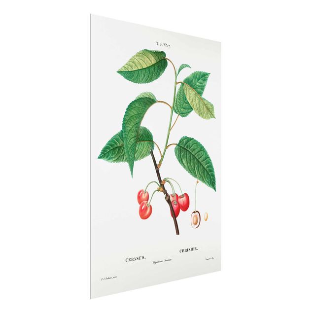 Quadros florais Botany Vintage Illustration Red Cherries