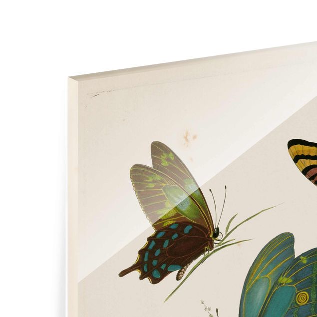 decoração quadros Vintage Illustration Exotic Butterflies