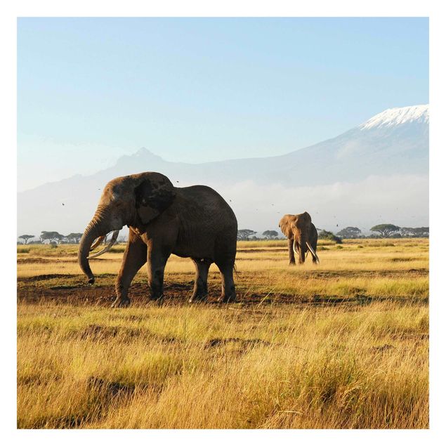 papel de parede urbano Elephants In Front Of The Kilimanjaro In Kenya