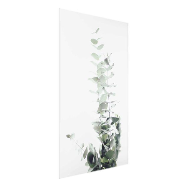 quadros flores Eucalyptus In White Light