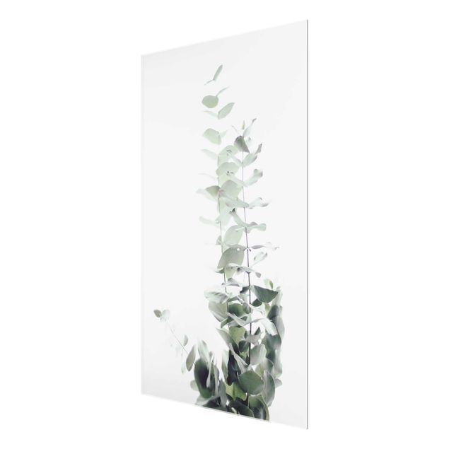 quadros para parede Eucalyptus In White Light