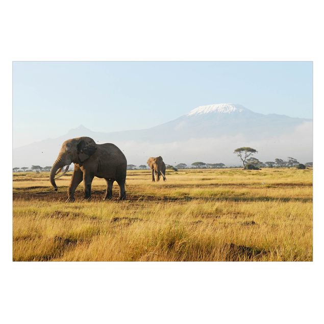 Autocolantes para vidros animais Elephants In Front Of The Kilimanjaro In Kenya