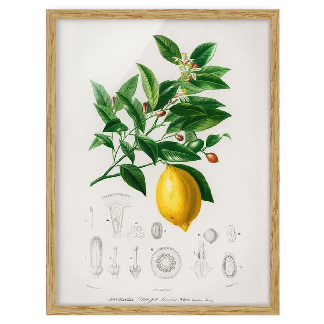 Quadros florais Botany Vintage Illustration Of Lemon