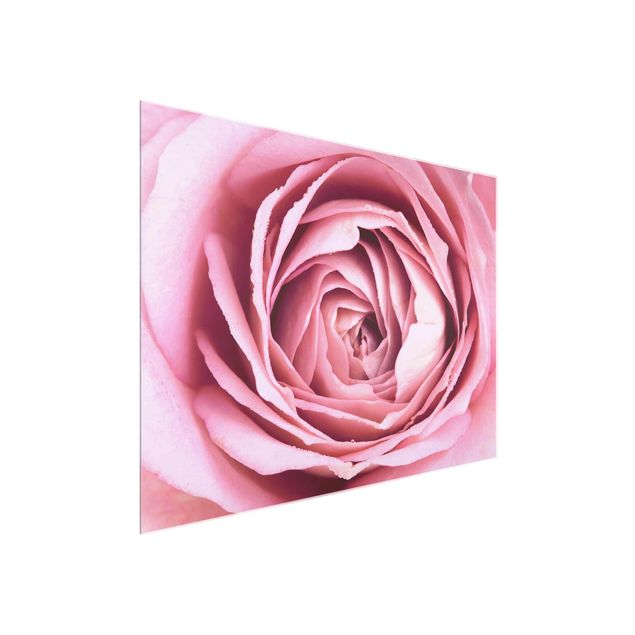 Quadros em vidro flores Pink Rose Blossom