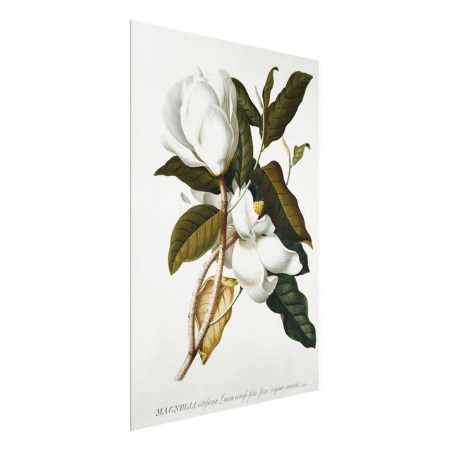 Quadros em vidro flores Georg Dionysius Ehret - Magnolia