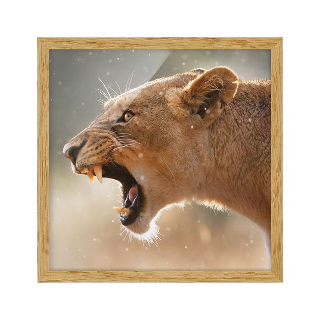 quadro da natureza Lioness on the hunt