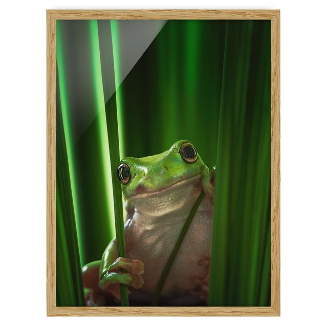 Quadros animais Merry Frog