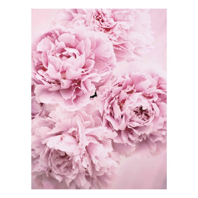 Quadros florais Pink Peonies