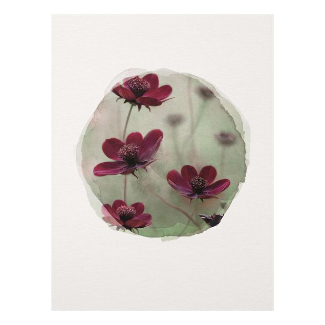 quadro com flores WaterColours - Pink Kosmeen