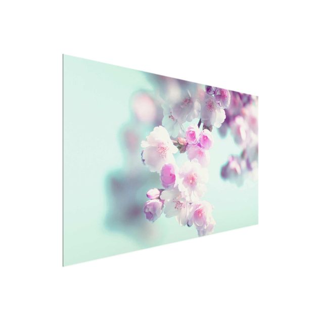 quadros de flores Colourful Cherry Blossoms