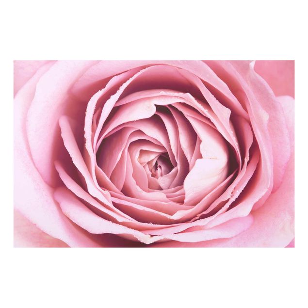 Quadros florais Pink Rose Blossom