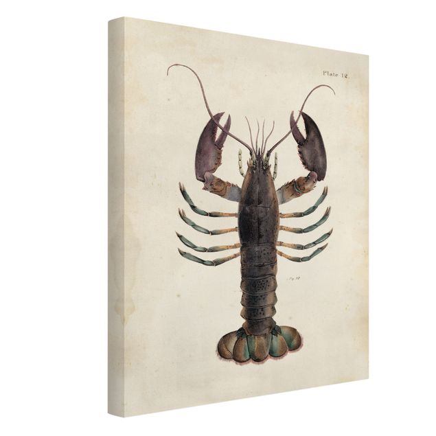 Quadros retro Vintage Illustration Lobster