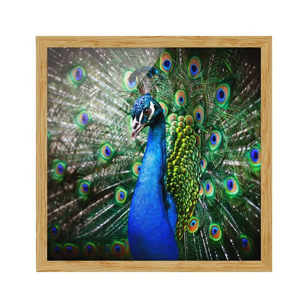 quadros modernos para quarto de casal Noble Peacock