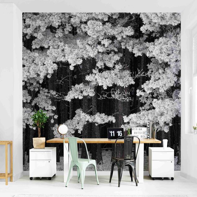 papel de parede moderno para sala Forest With Hoarfrost In Austria