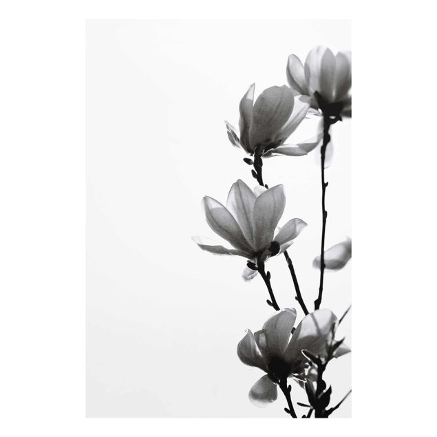 Quadros preto e branco Herald Of Spring Magnolia Black And White