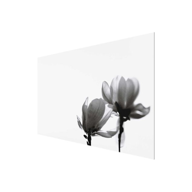 Quadros decorativos Herald Of Spring Magnolia Black And White