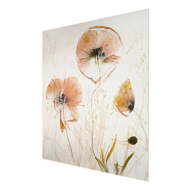 quadros de flores Dried Poppy Flowers With Delicate Grasses