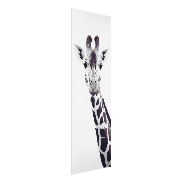 Quadros em vidro animais Giraffe Portrait In Black And White