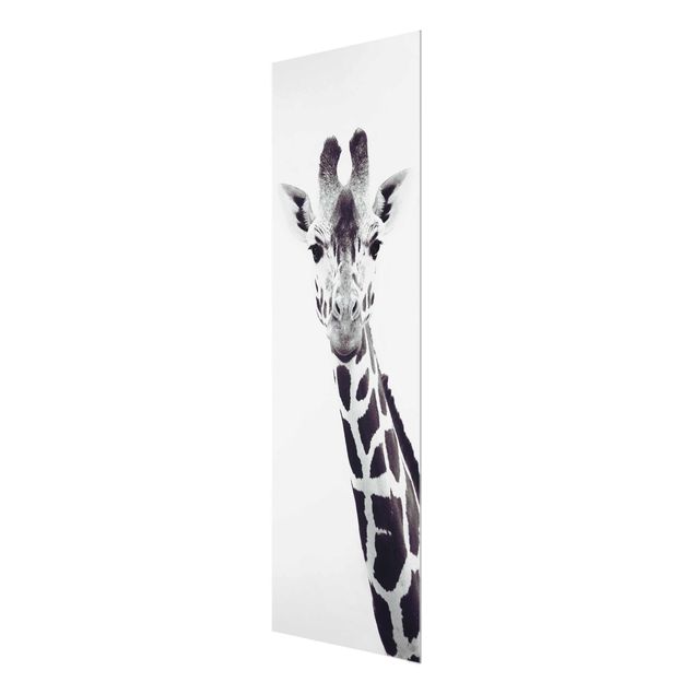 quadros em preto e branco Giraffe Portrait In Black And White