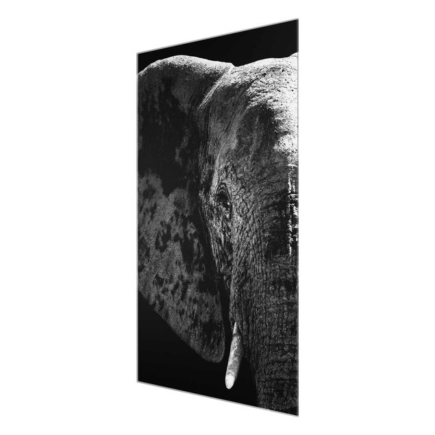 quadros preto e branco para decoração African Elephant black & white