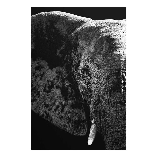 Quadros África African Elephant black & white