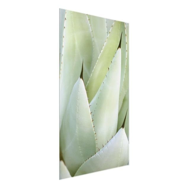 quadros de flores Aloe