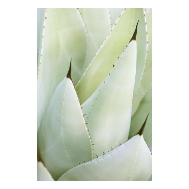 quadros decorativos verde Aloe